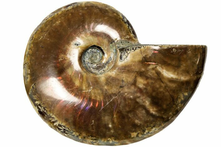 Red Flash Ammonite Fossil - Madagascar #187282